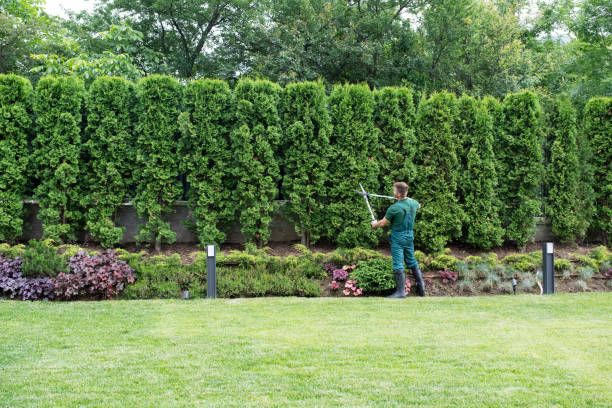 Best Lawn Disease Treatment  in Rosewood Heights, IL